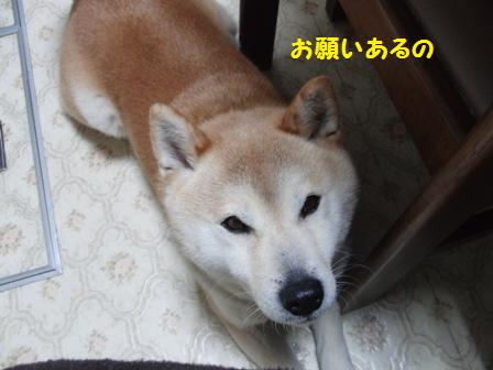 お願い