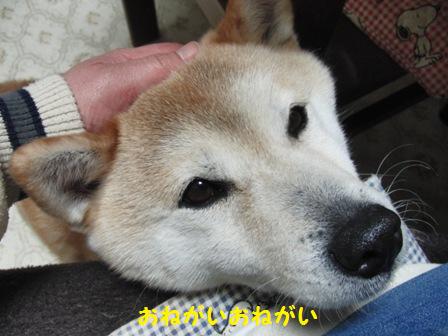 おねがいおねがい
