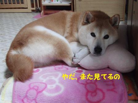 見てる