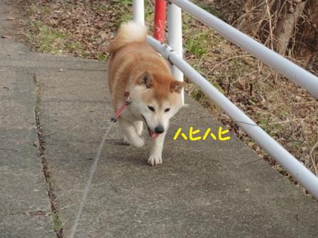 ハヒハヒ