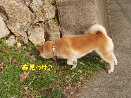 春見っけ