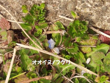 オオイヌノフグリ