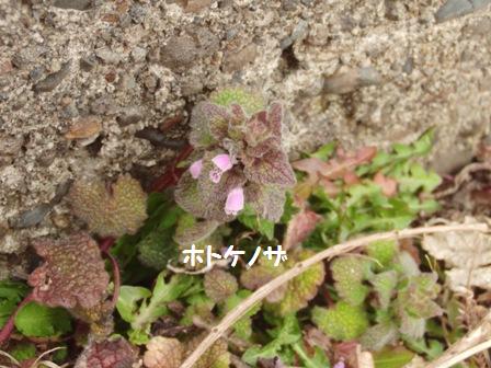 ホトケノザ