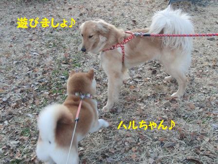 ハルちゃん