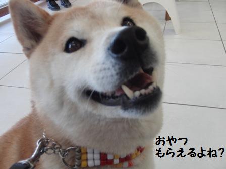 おやつもらえる?