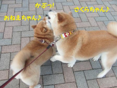 カプカプ