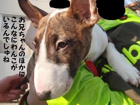 わんこがいっぱい
