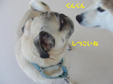 しつこい
