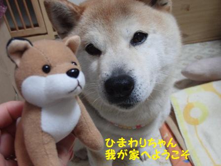 ひまわりちゃん