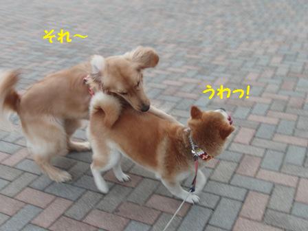ハルちゃん