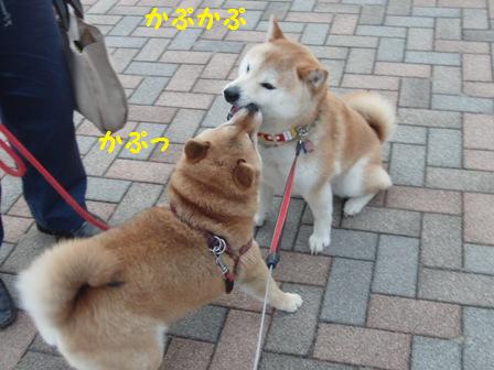カプ