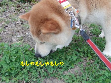 もしゃもしゃ