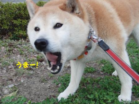 うまー!