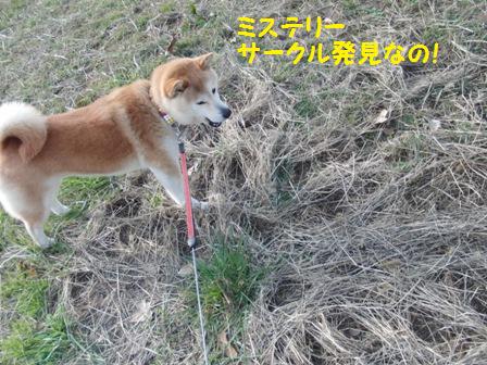 ミステリーサークル