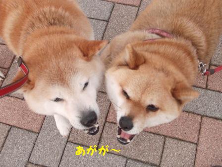 あがが~