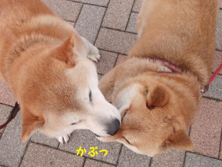 かぷ