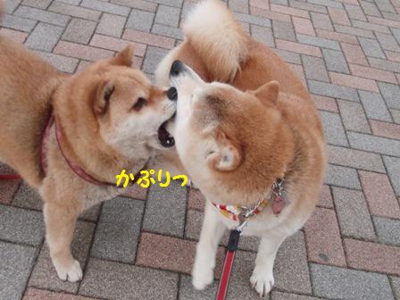 かぷり