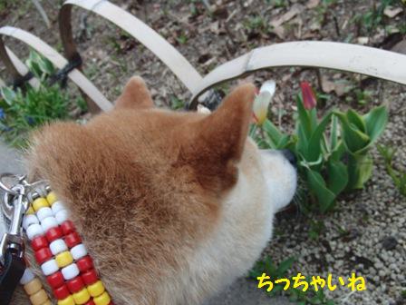 小さい
