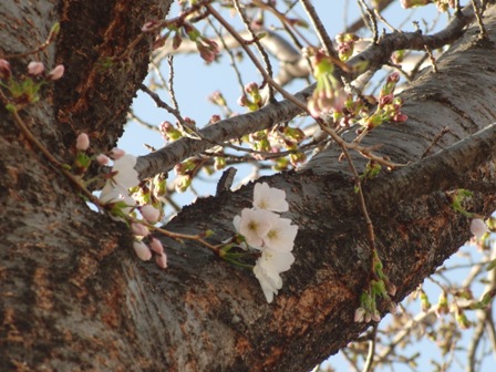 桜