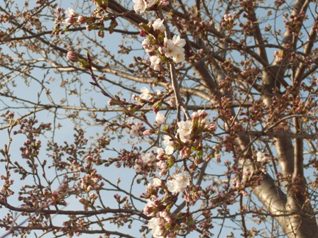 桜