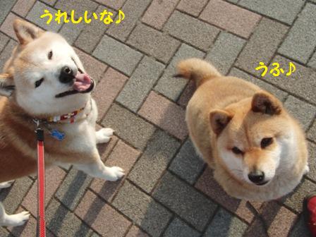 さくらちゃん