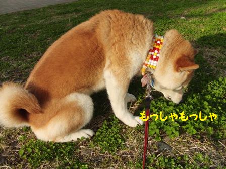 もっしゃもっしゃ
