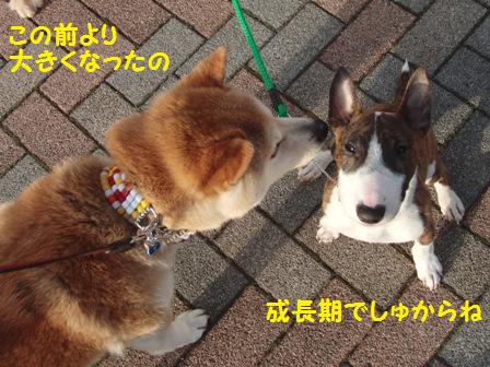 成長期