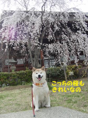 こっちの桜