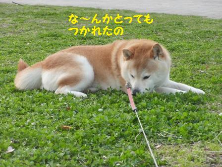 つかれたの