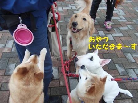 いただきます
