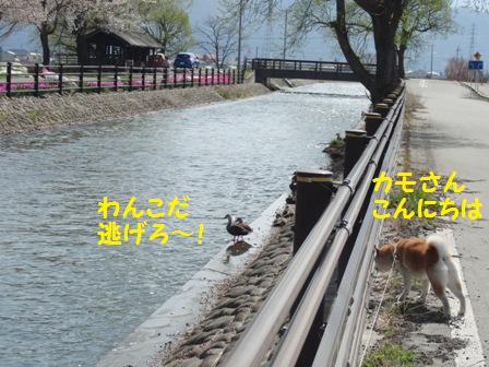 逃げろ