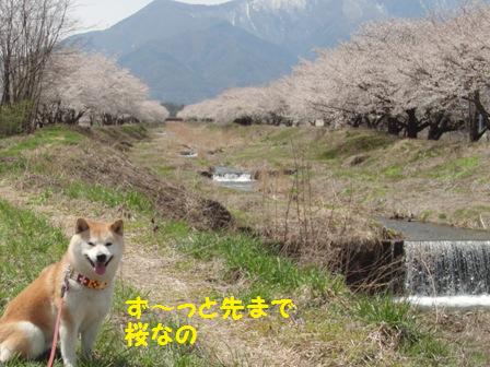 ずっと桜