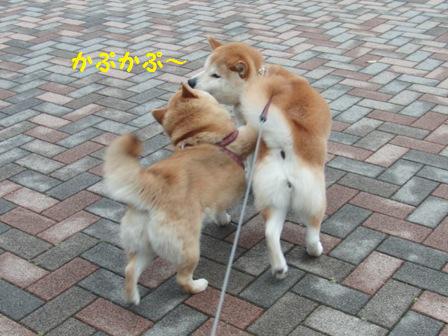 かぷかぷ
