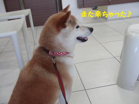 来ちゃった