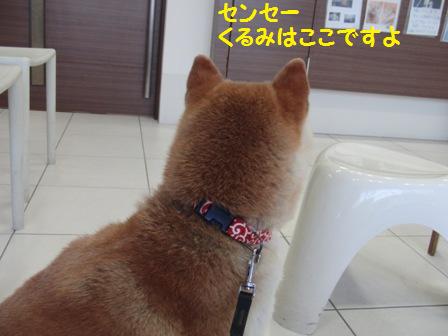 センセー
