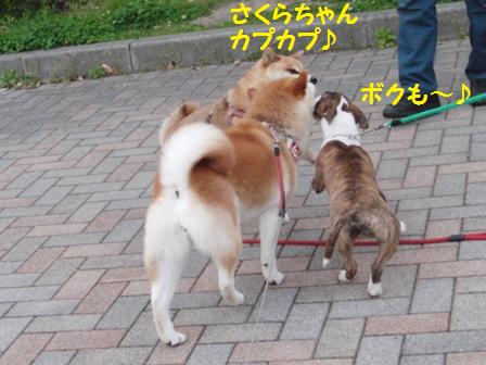 さくらちゃん