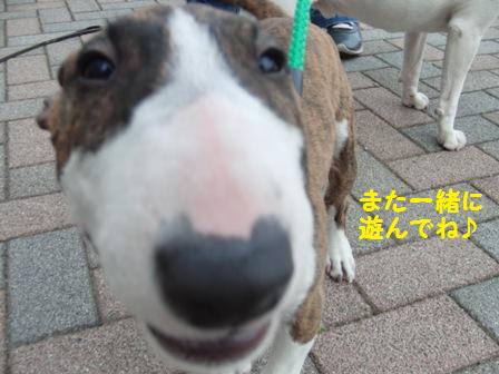 遊んでね
