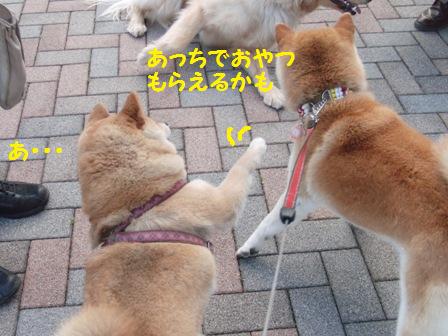 おやつ出るかも