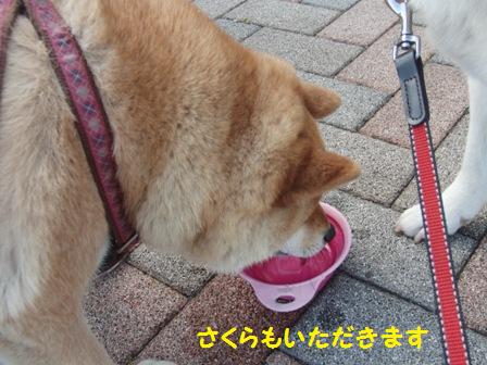 さくらも
