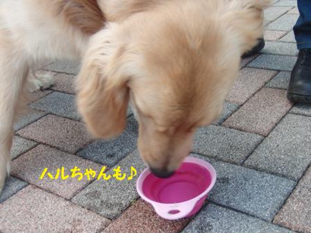 ハルちゃんも