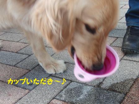 カップ