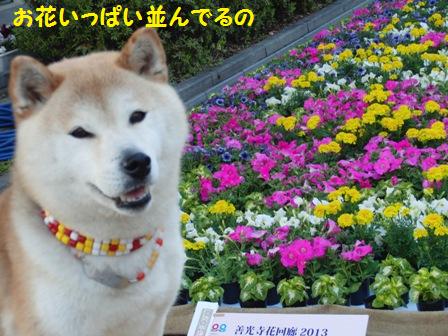 お花