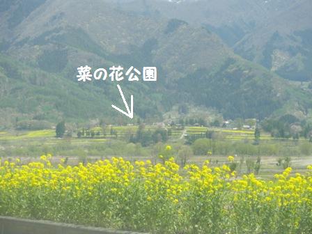 菜の花公園