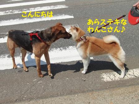 ステキなわんこ