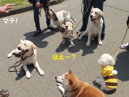 マテ
