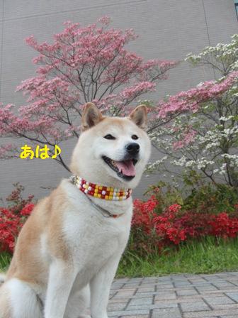 あは♪