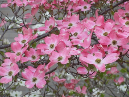 花水木