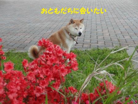 会いたい