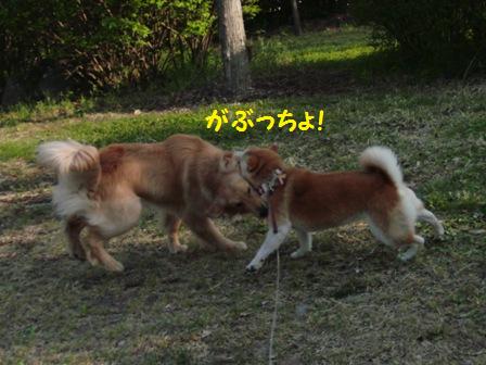 がぶっちょ