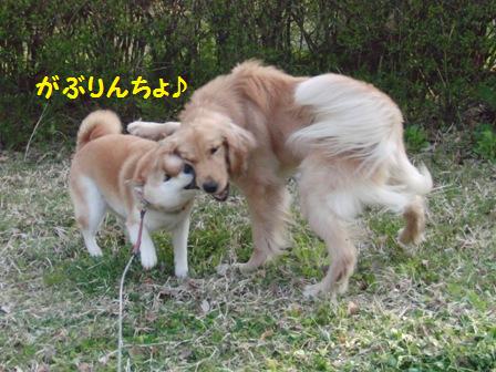 がぶりんちょ